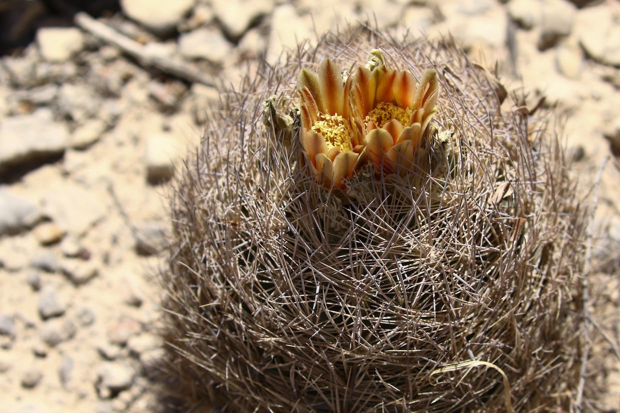 Echinomastus durangensis