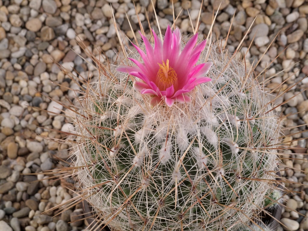 Echinomastus macdowellii