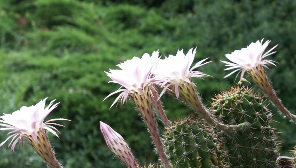 Echinopsis