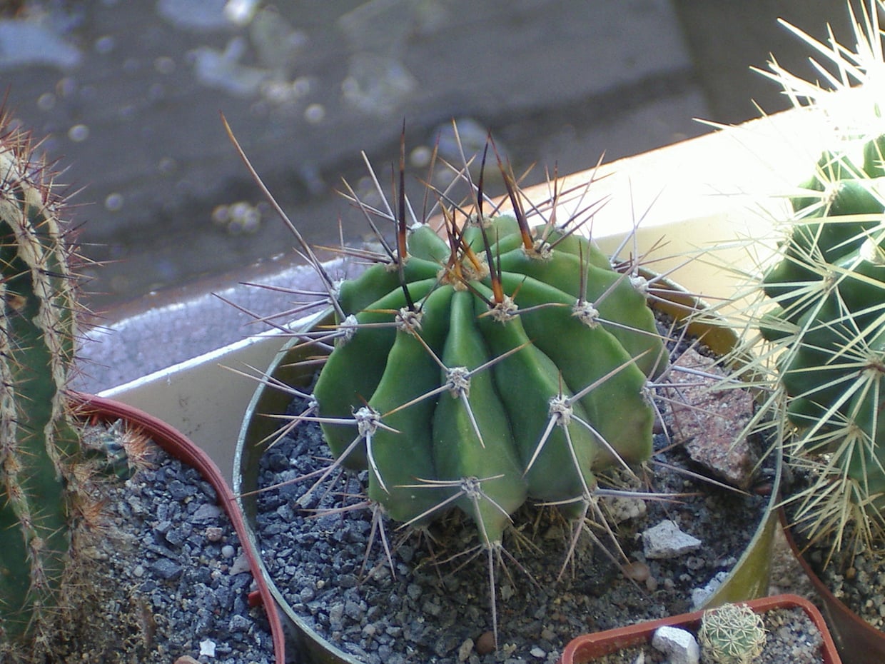 Echinopsis rhodotricha