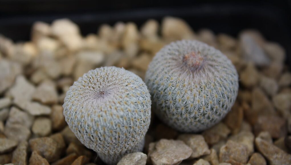 Epithelantha micromeris