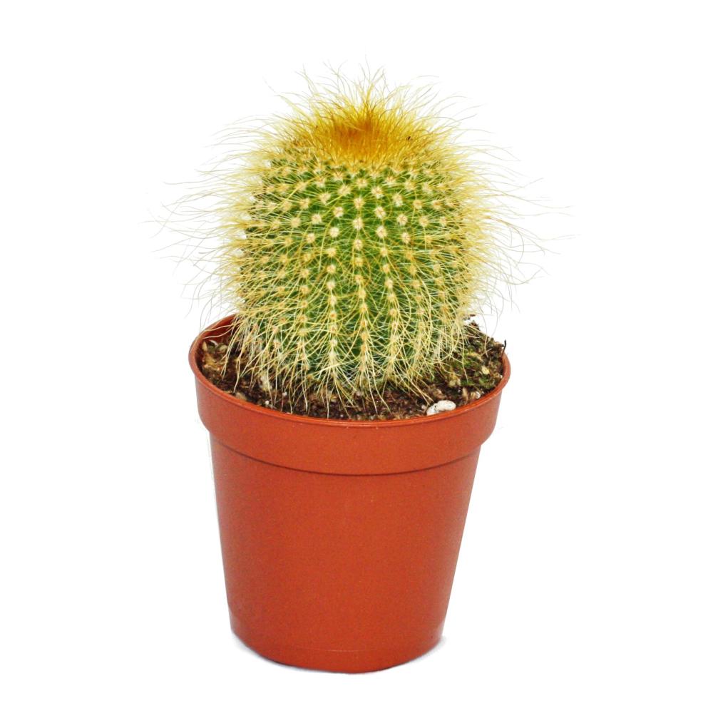 Eriocactus leninghausii