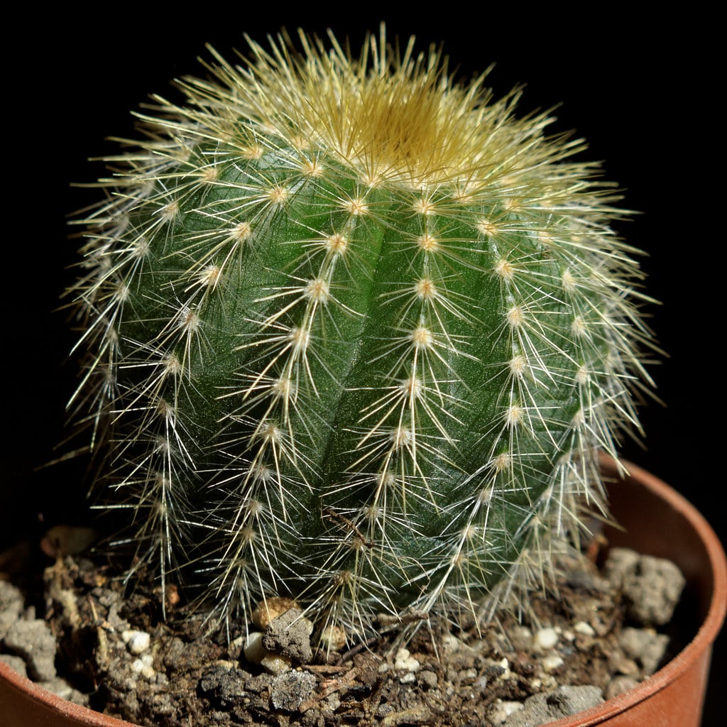 Eriocactus magnificus