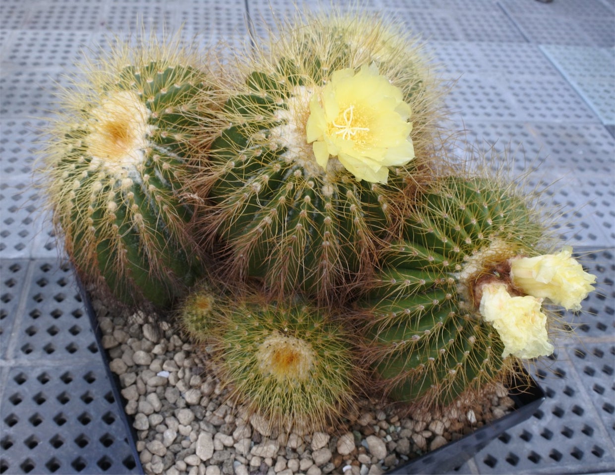 Eriocactus schumanniana