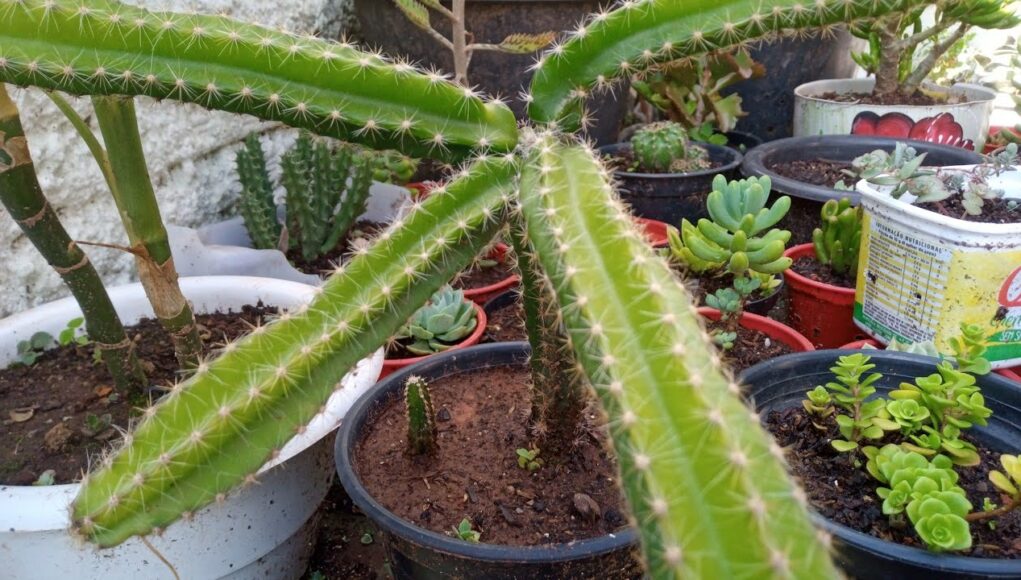 Eriocereus