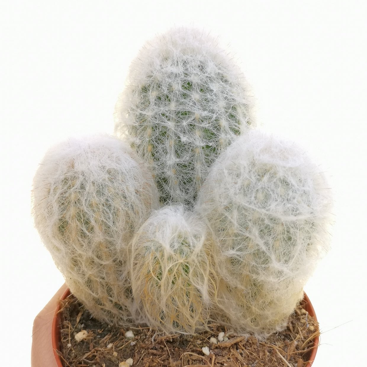 Espostoa lanata
