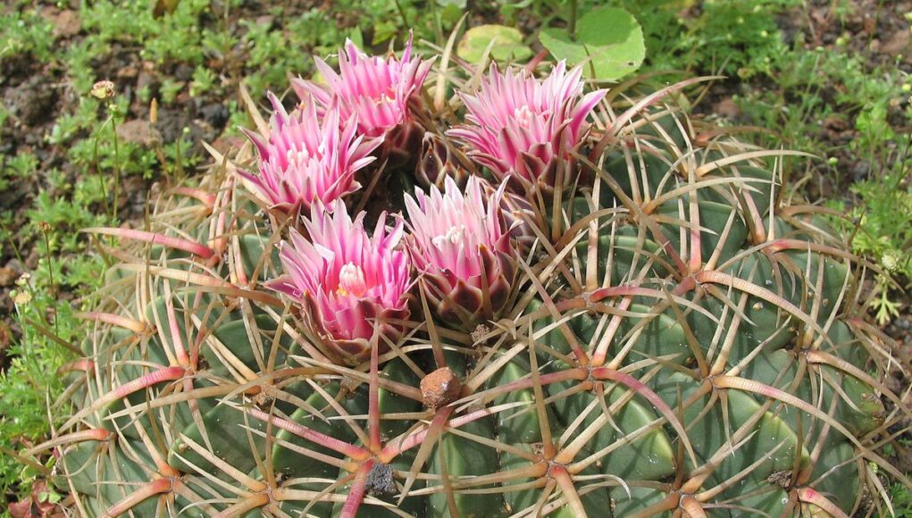 Ferocactus