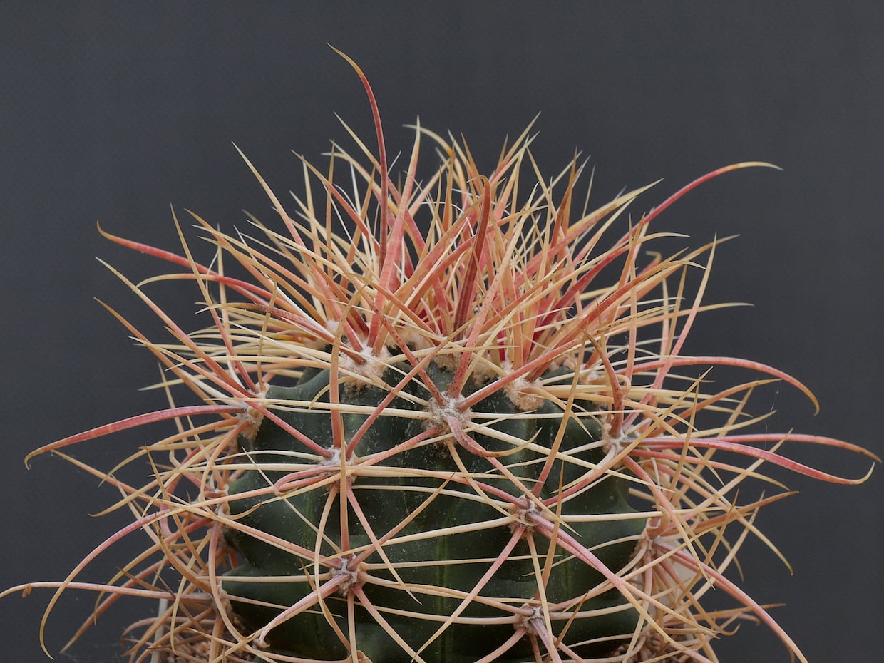 Ferocactus acanthodes