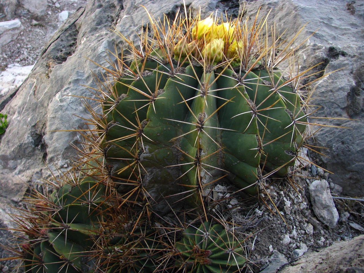 Ferocactus echidne