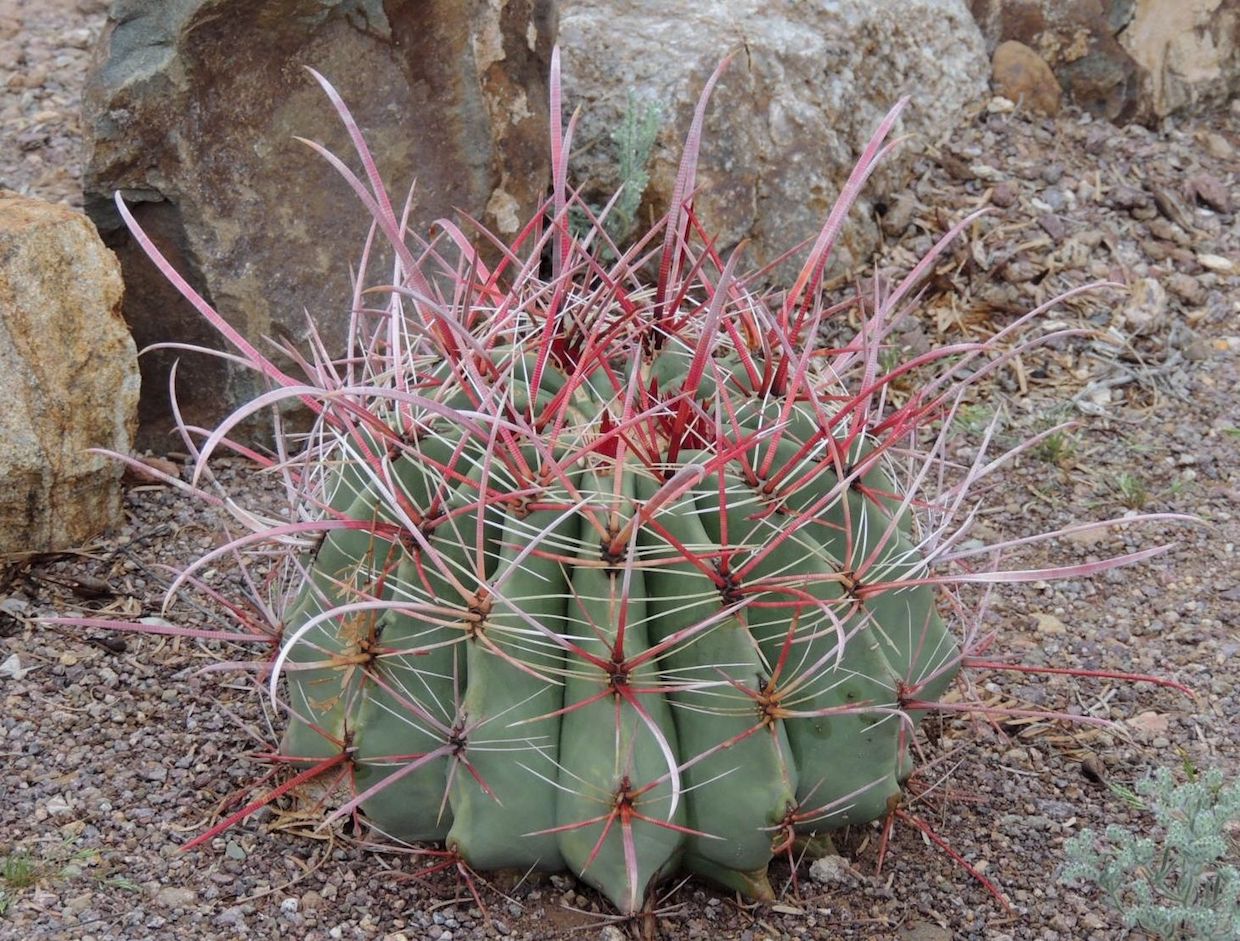 Ferocactus emoryi