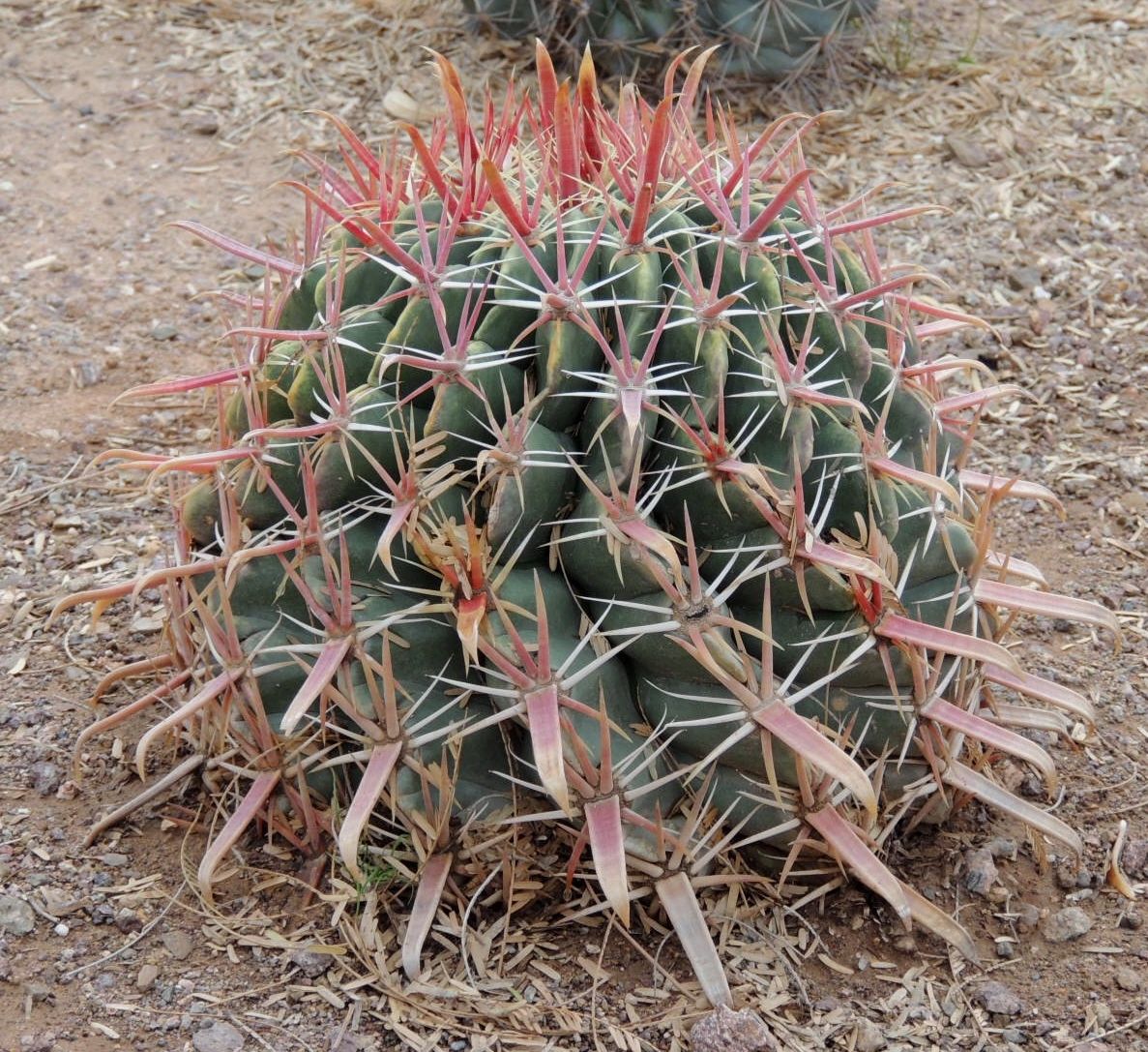 Ferocactus latispinus