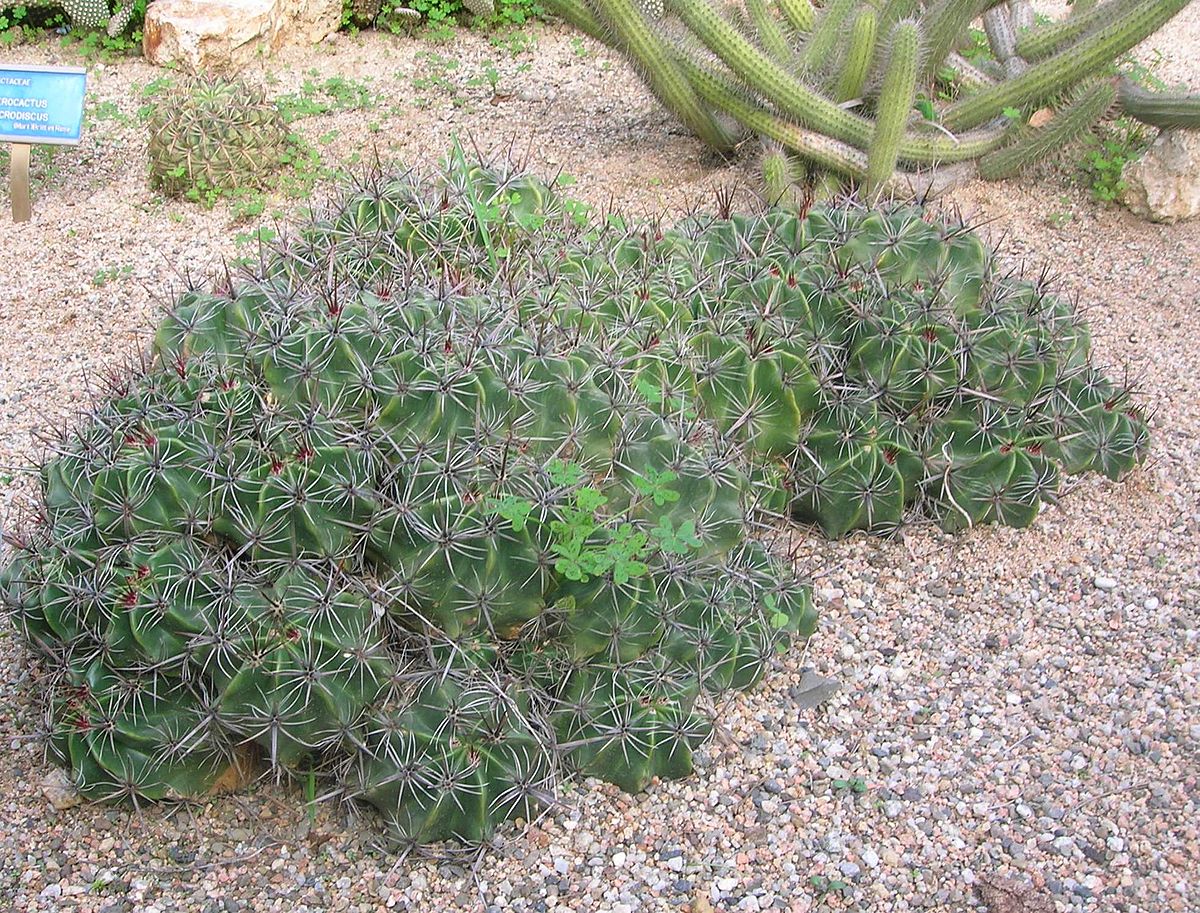 Ferocactus robustus