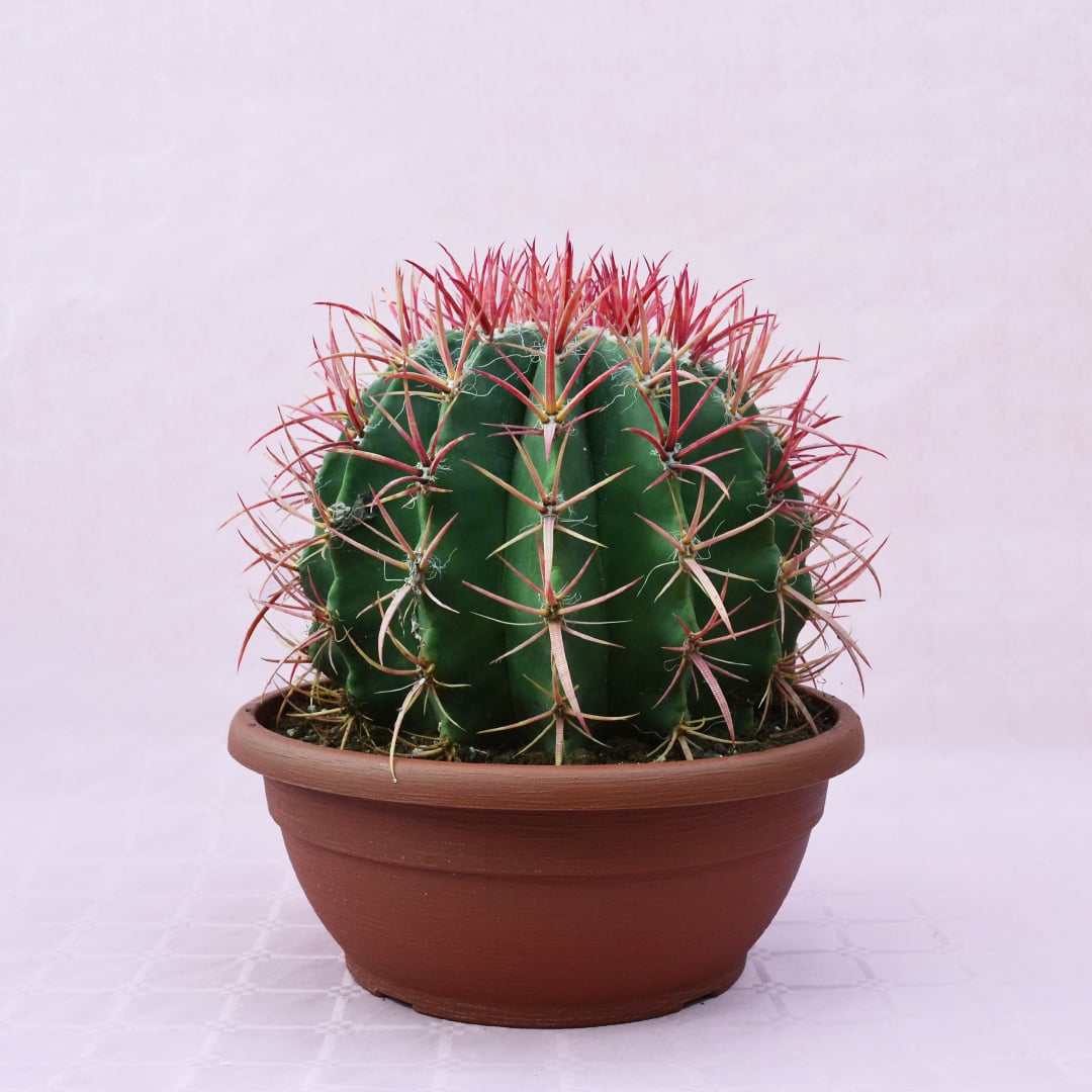 Ferocactus stainesii