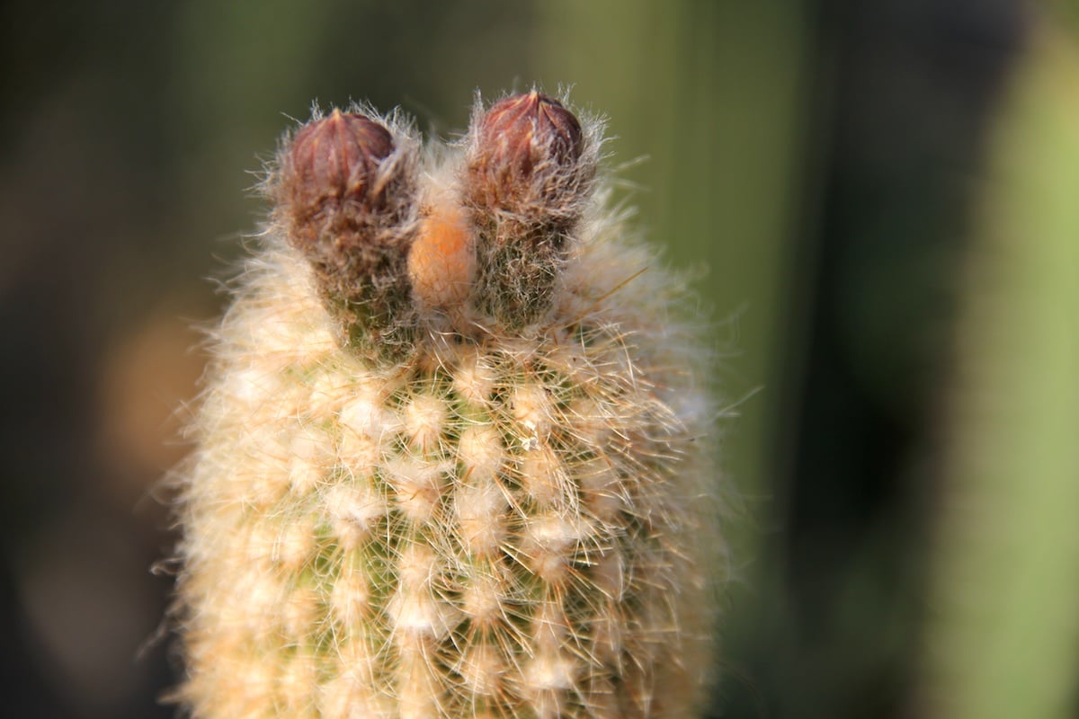 Haageocereus setosus