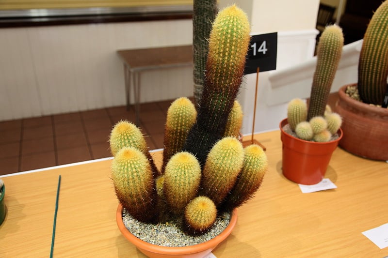 Haageocereus versicolor