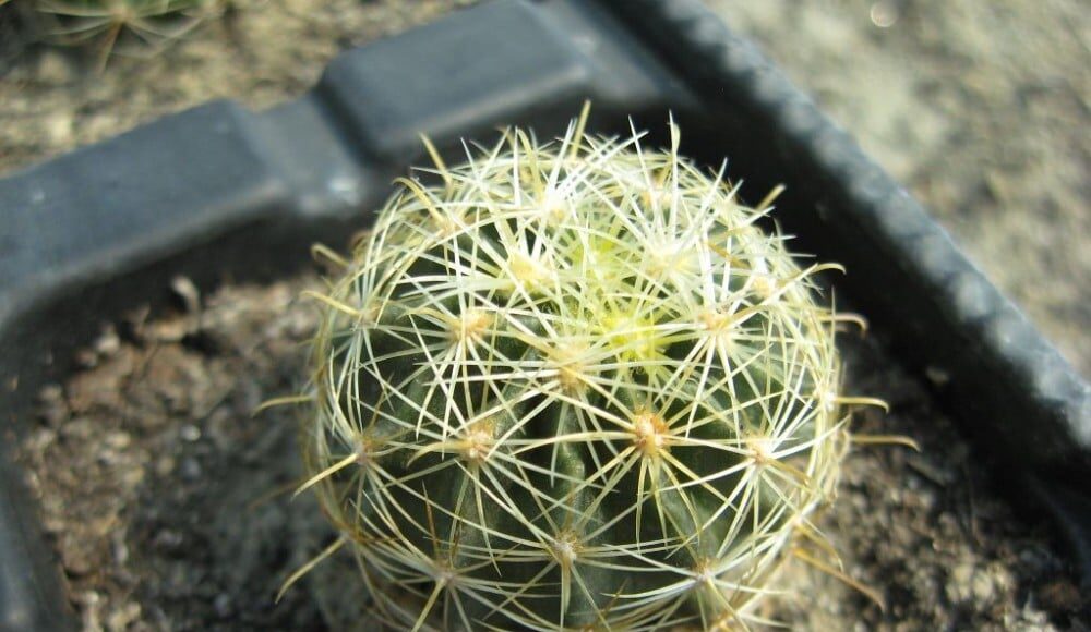 Hamatocactus