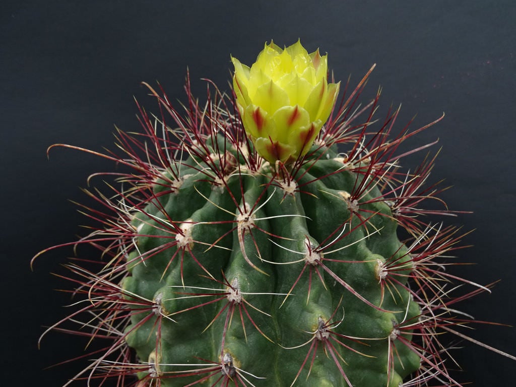 Hamatocactus hamatacanthus