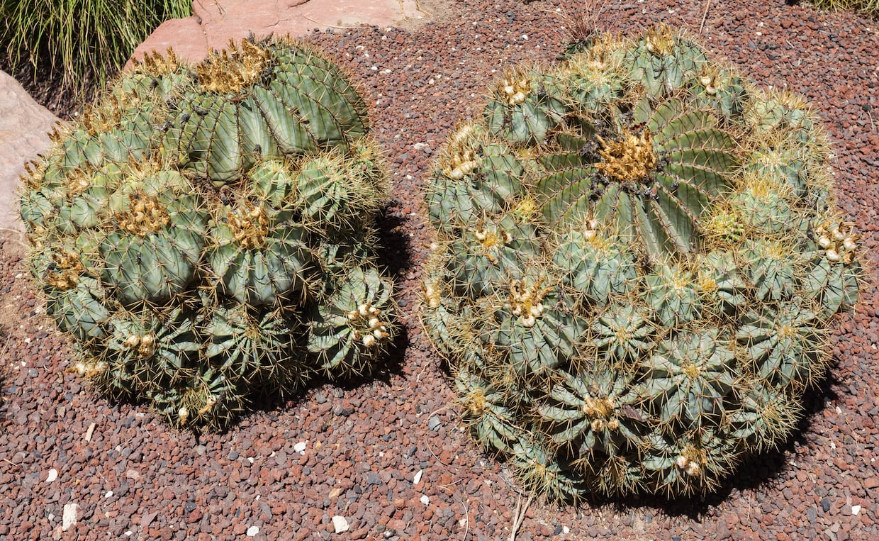 Hamatocactus setispinus