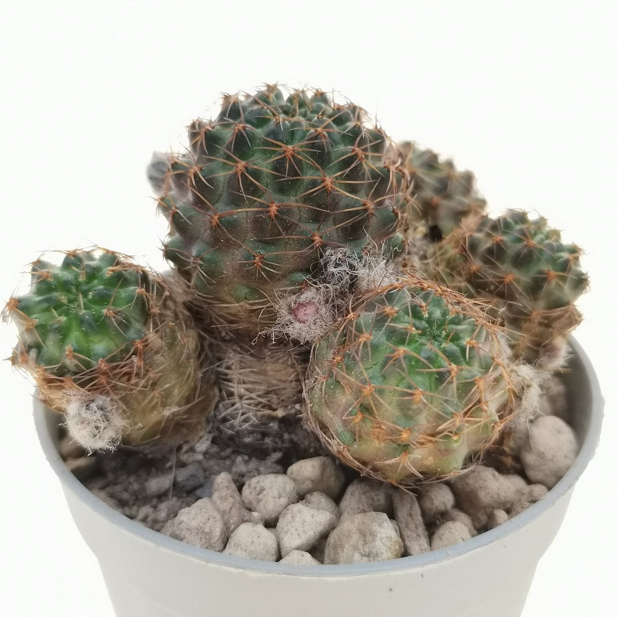 Mediolobivia haefneriana