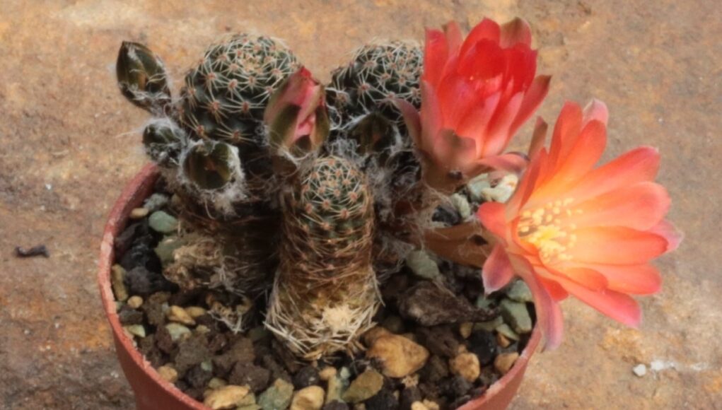Mediolobivia