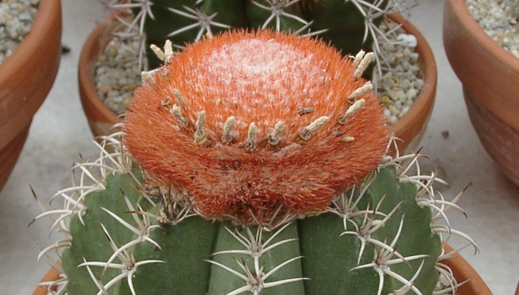 Melocactus matanzanus