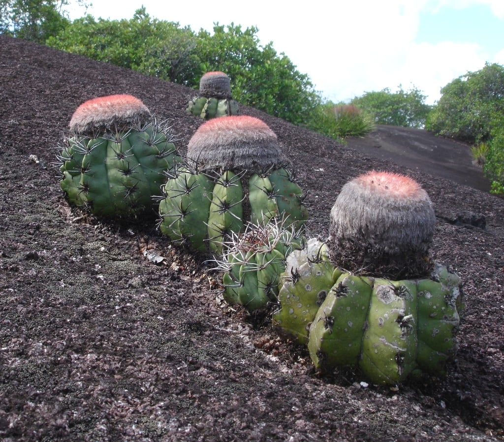 Melocactus neryi