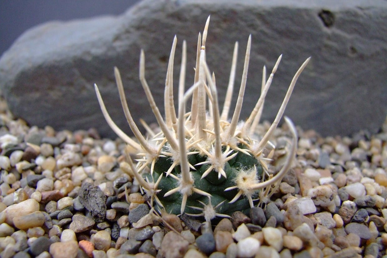 Navajoa peeblesiana
