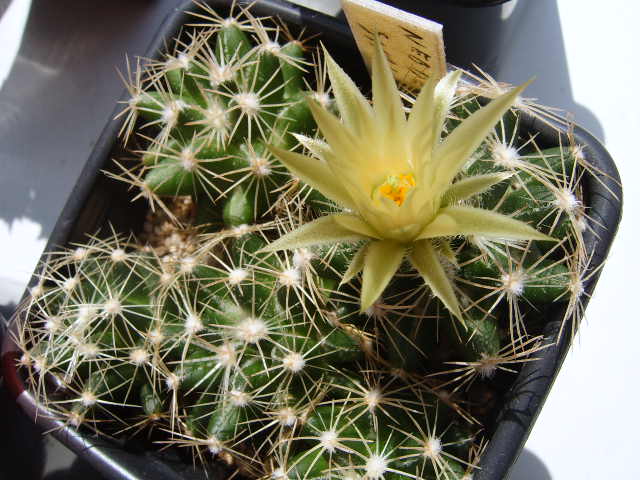 Neobesseya similis