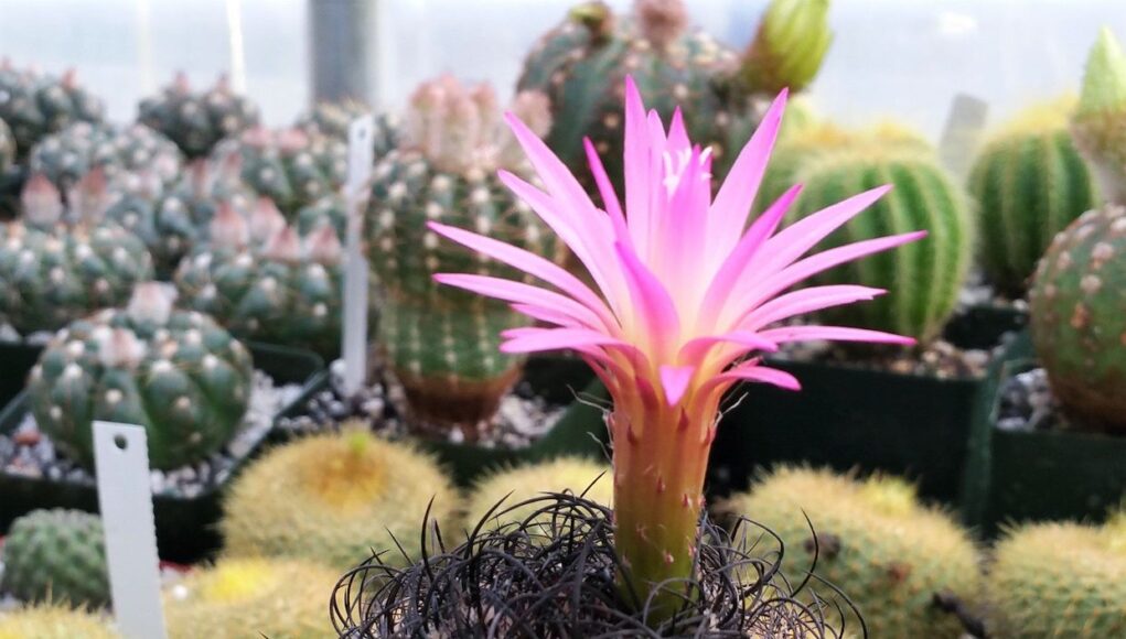 Neochilenia Jusieui