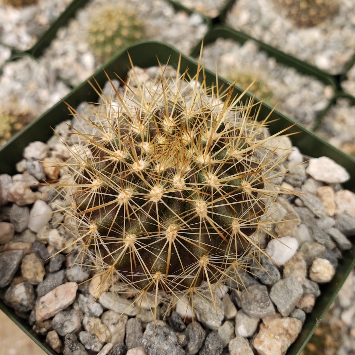 Neochilenia chilensis