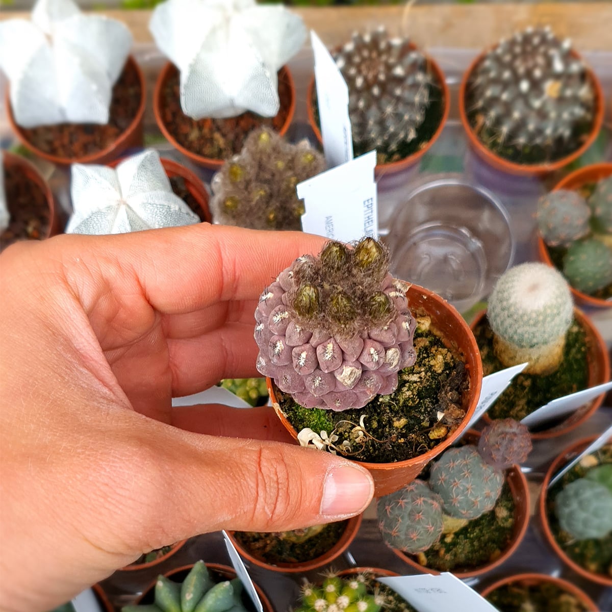 Neochilenia napina