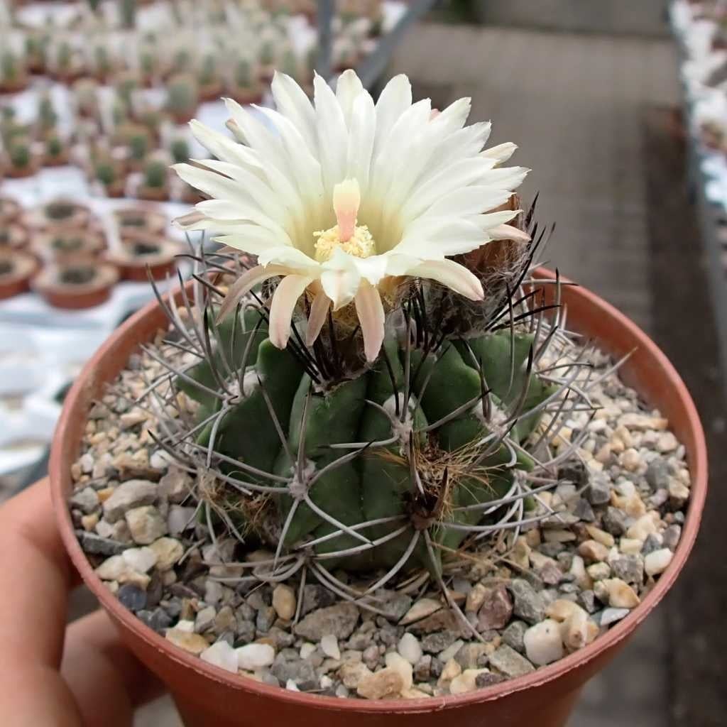 Neochilenia paucicostata