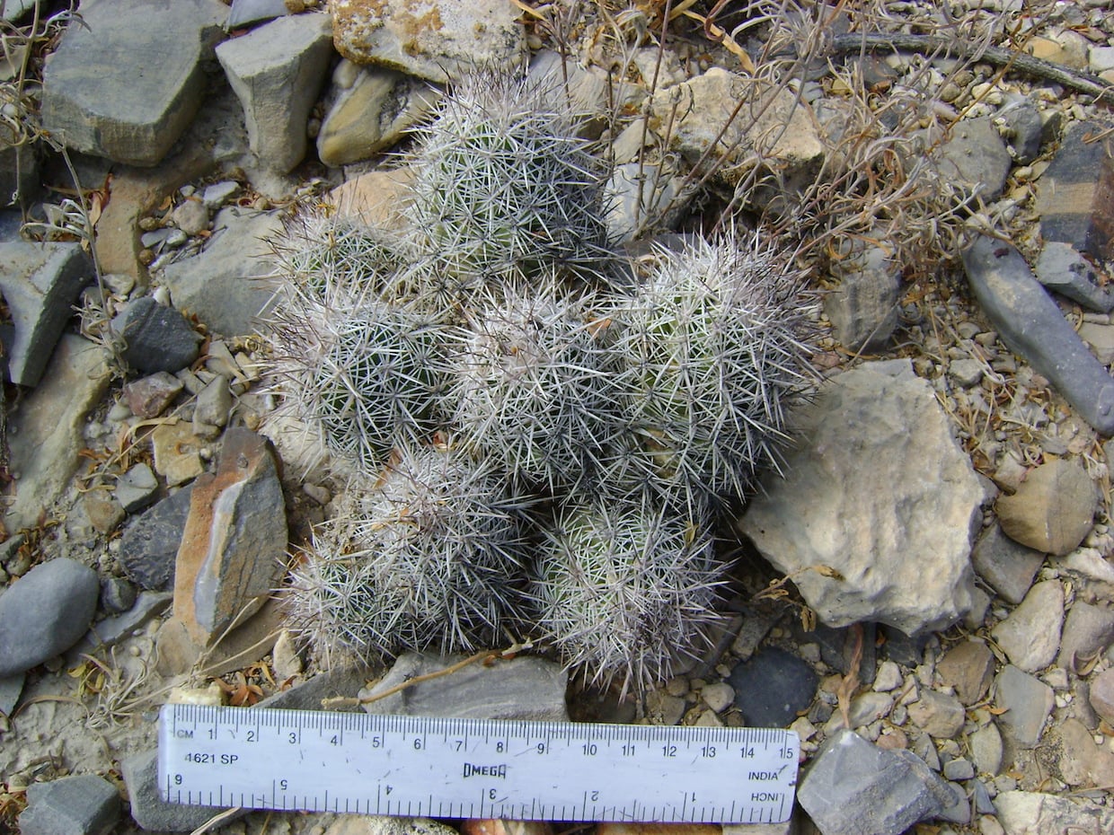 Neolloydia ceratites