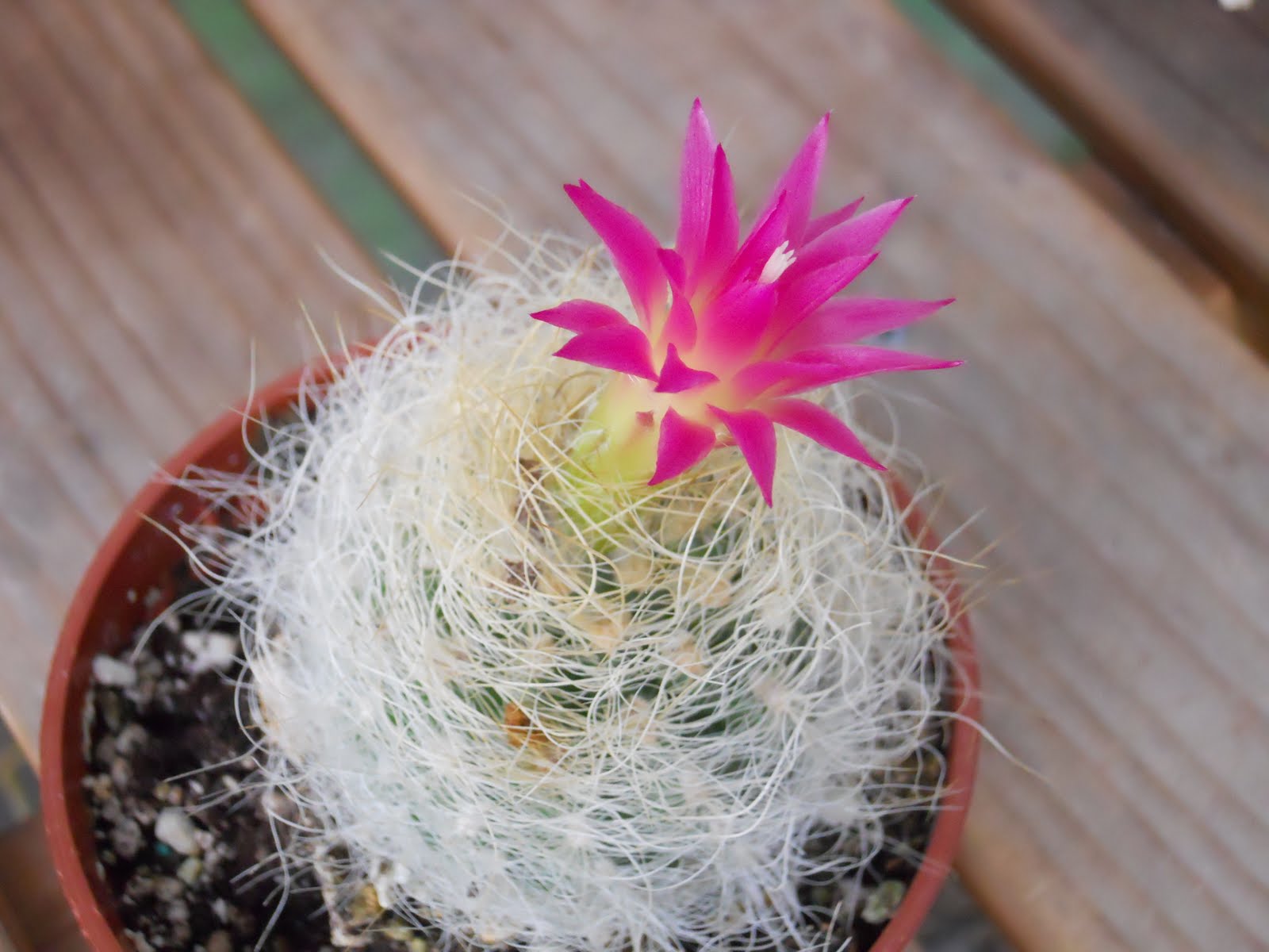 Neoporteria gerocephala