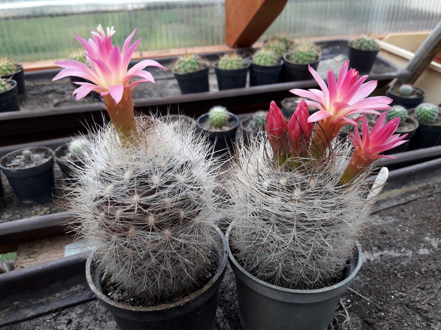 Neoporteria nidus
