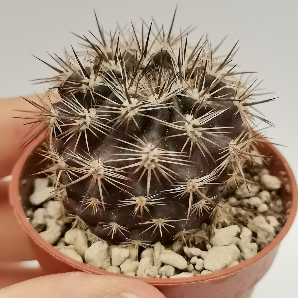Neoporteria subgibbosa