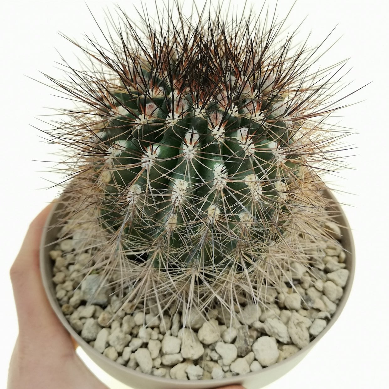 Neoporteria villosa