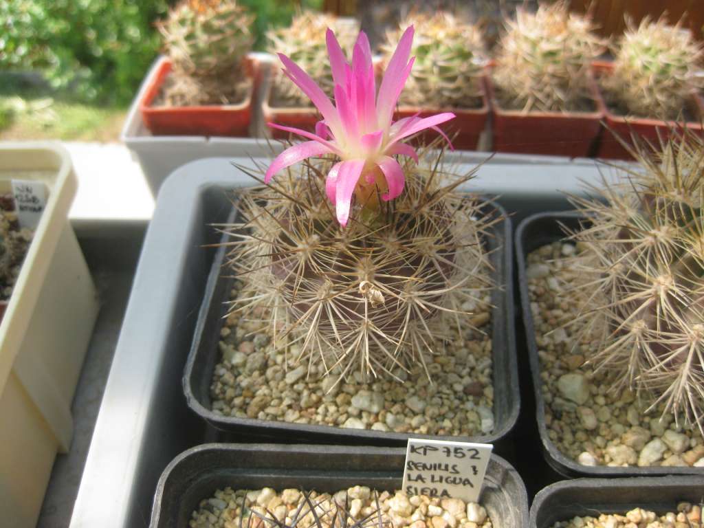 Neoporteria castaneoides