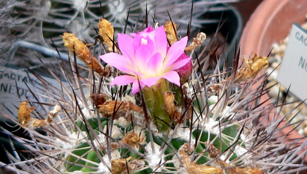 Neoporteria nigrihorrida