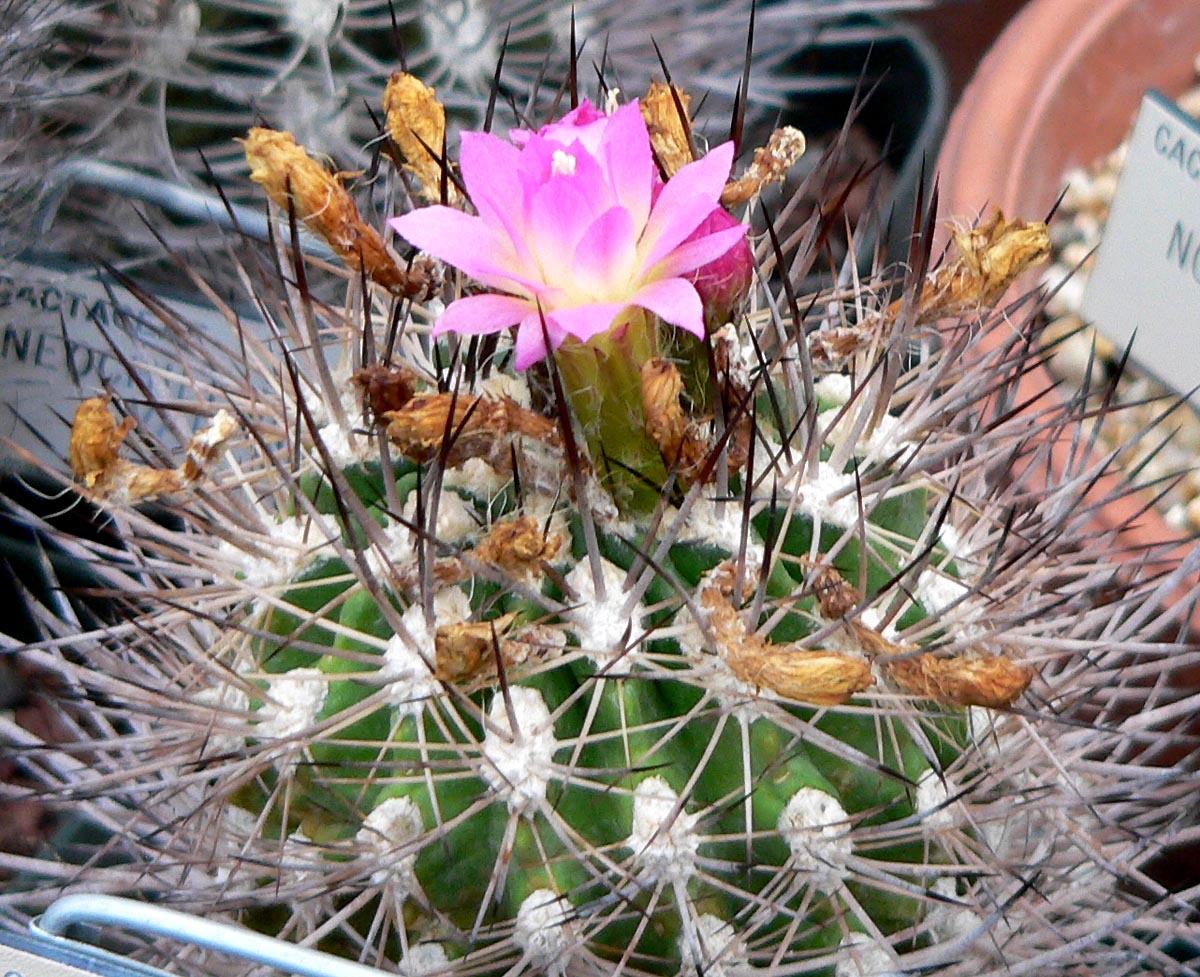 Neoporteria nigrihorrida