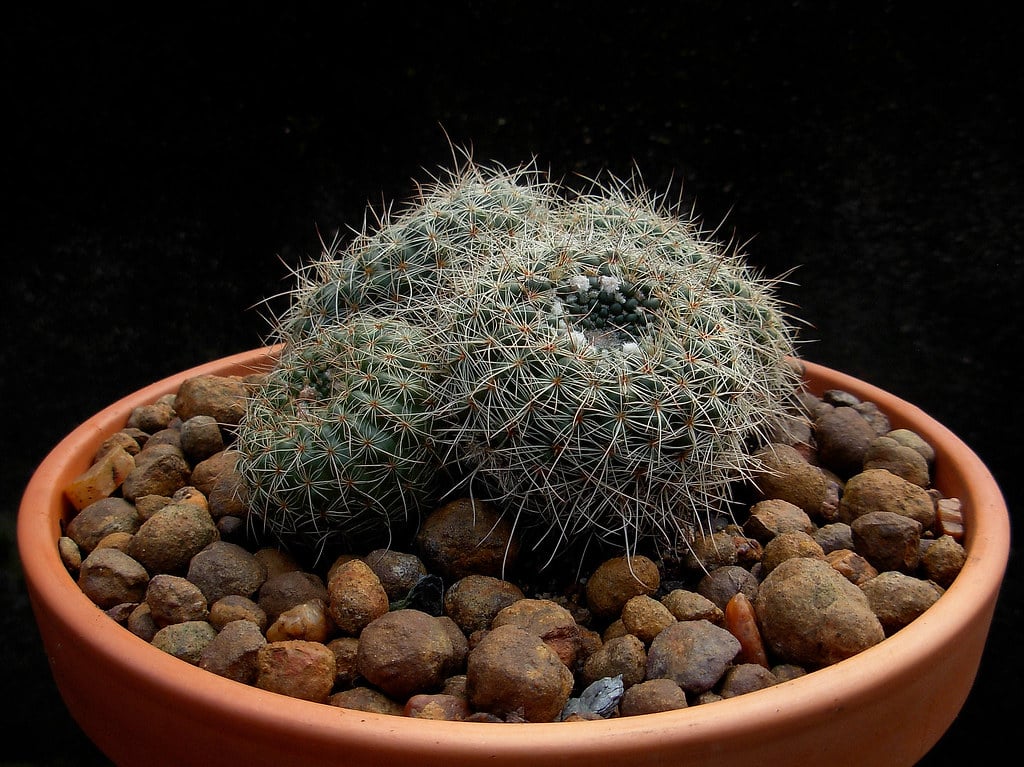 Notocactus apricus