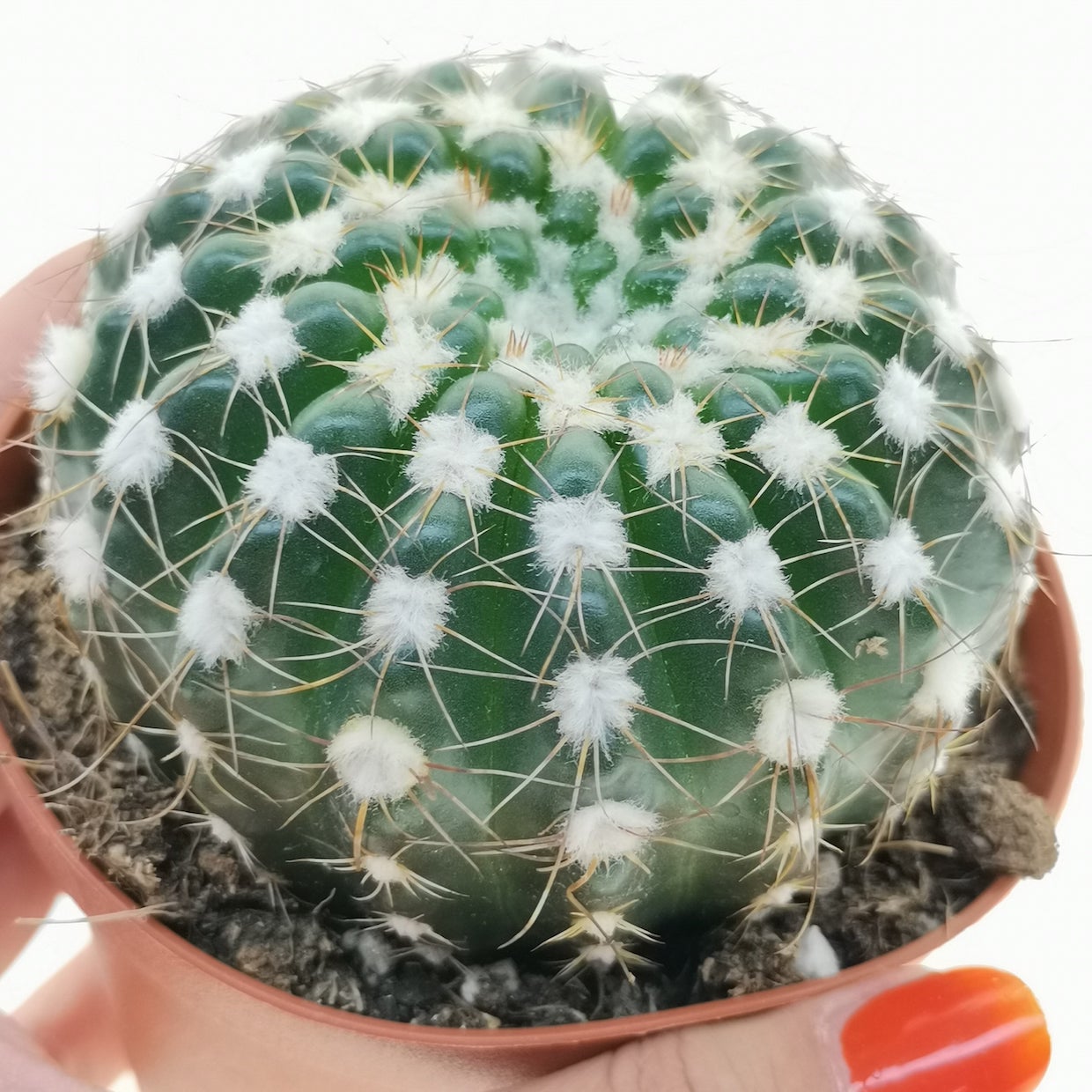 Notocactus concinnus