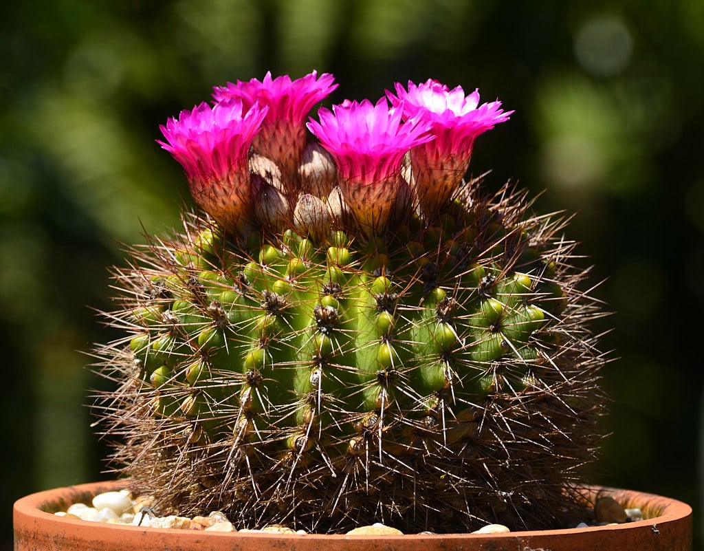 Notocactus herteri