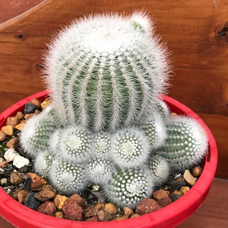 Notocactus scopa