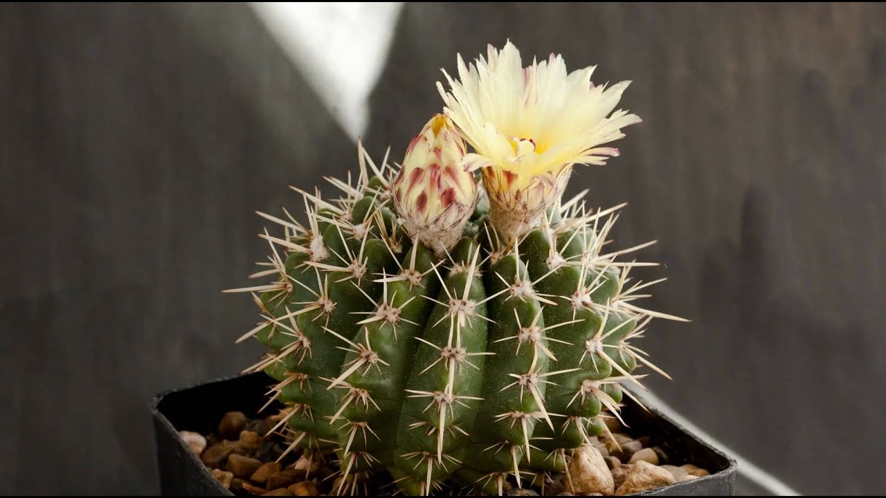 Notocactus submammulosus