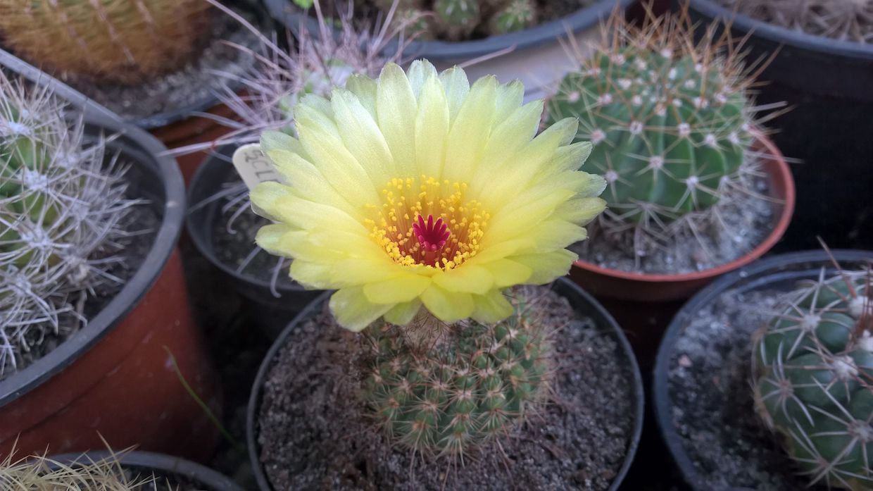 Notocactus tabularis