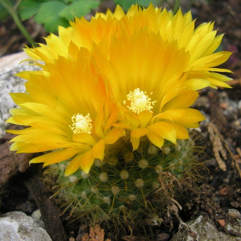 Parodia aureispina