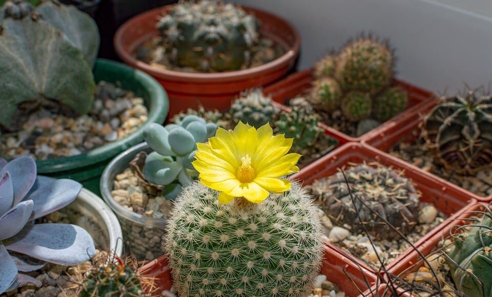 Parodia formosa