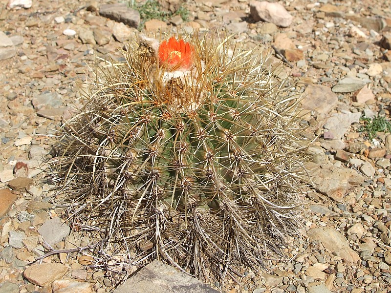 Parodia maassii