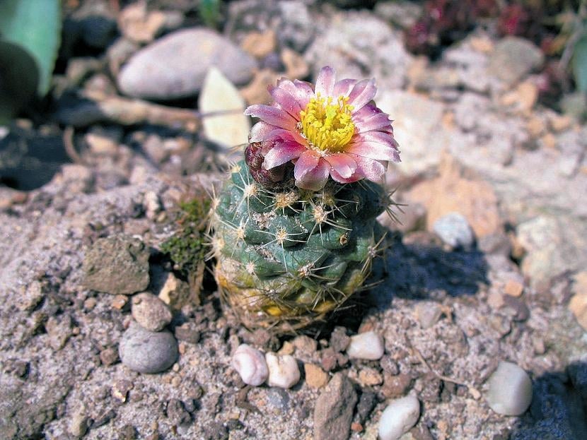 Pediocactus bradyi
